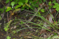 Carex laevissima