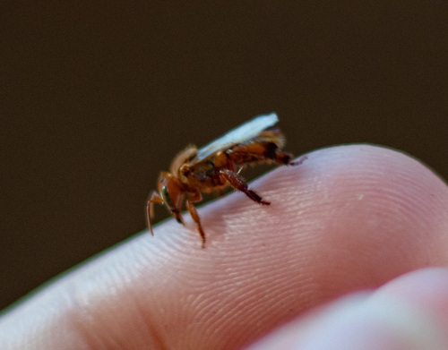 Dalla Torre's Stingless Bee