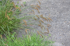Carex laevissima
