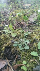 Androsace umbellata