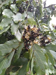 Isoberlinia angolensis