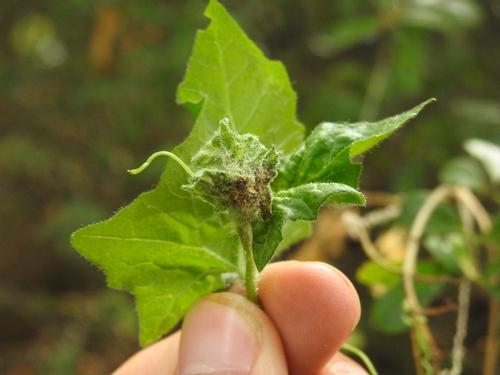 Jaapiella bryoniae