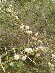 Vachellia kirkii