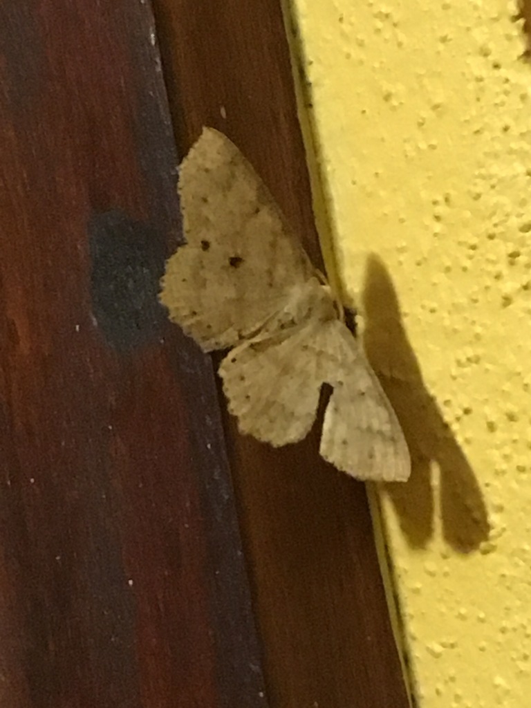 Isochromodes extimaria