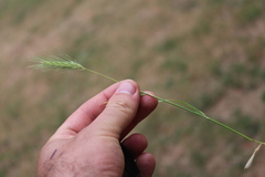 Hordeum murinum murinum