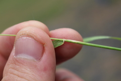 Hordeum murinum murinum