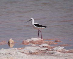 Cladorhynchus leucocephalus