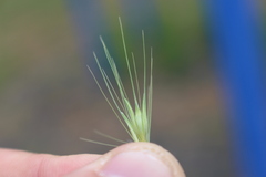 Hordeum murinum murinum