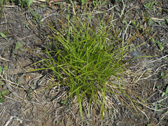 Carex lanceolata