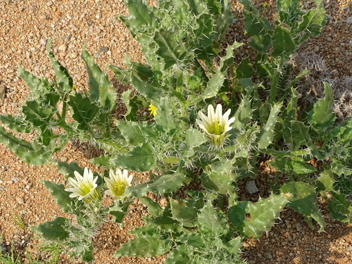 Codon royenii (Codon royenii)