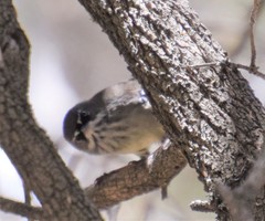 Sericornis maculatus