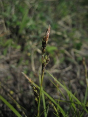 Carex lanceolata