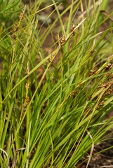 Carex lanceolata