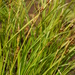 Carex lanceolata - Photo (c) V.S. Volkotrub, algunos derechos reservados (CC BY-NC), subido por V.S. Volkotrub