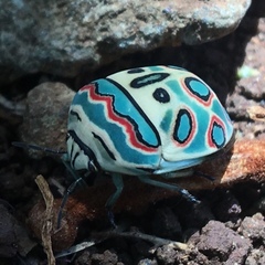 Sphaerocoris annulus