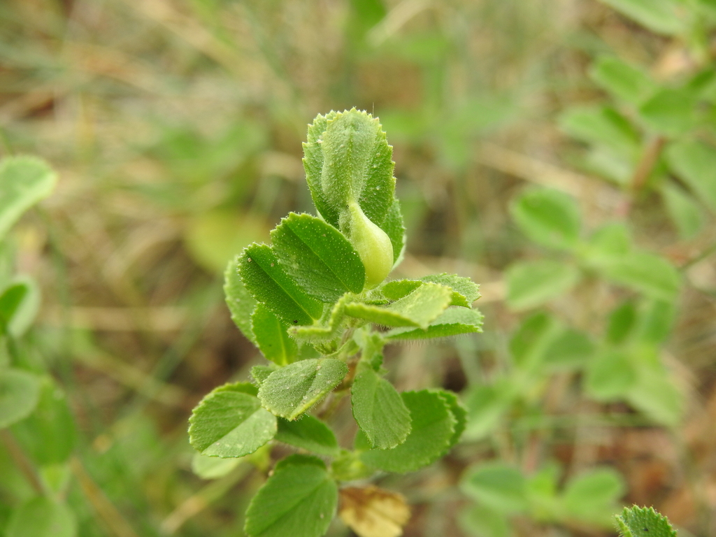 Asphondylia ononidis