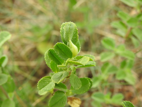 Asphondylia ononidis