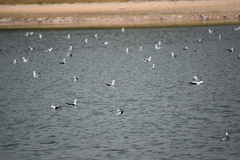 Cladorhynchus leucocephalus