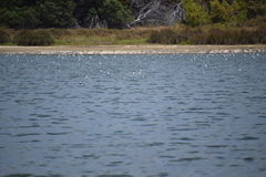 Cladorhynchus leucocephalus