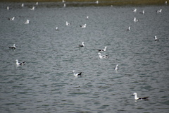 Cladorhynchus leucocephalus