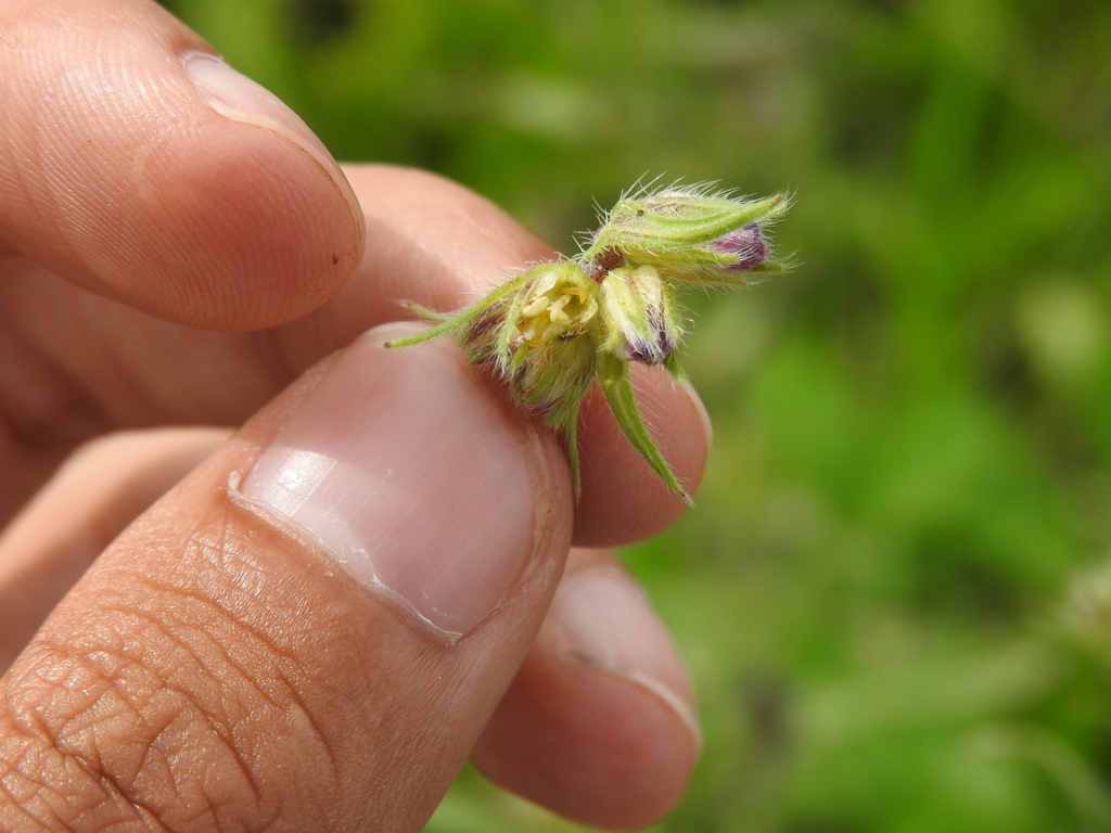 Contarinia echii
