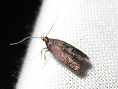 Lecithocera micromela