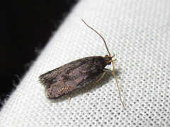 Lecithocera micromela