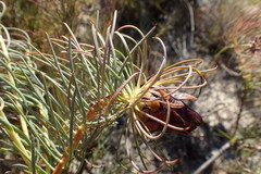 Protea witzenbergiana