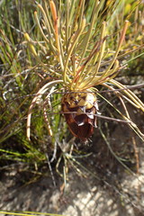 Protea witzenbergiana