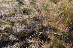 Protea witzenbergiana