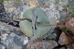 Adromischus