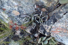 Adromischus