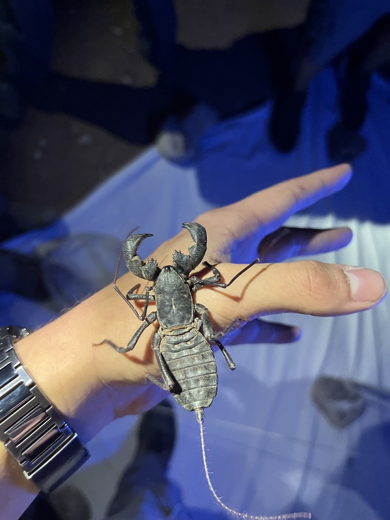 Vinegaroon Wood Stain at Brian Campbell blog