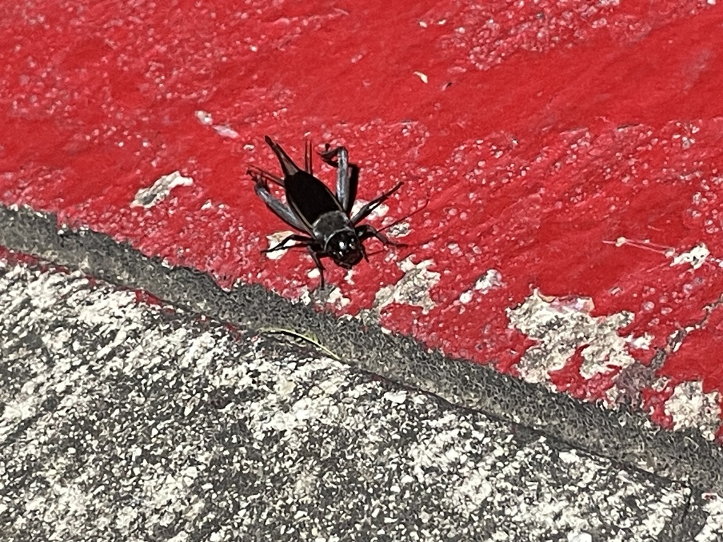 Crickets from Babcock Rd, San Antonio, TX, US on September 16, 2023 at
