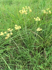 Helichrysum miconiifolium
