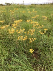 Helichrysum miconiifolium