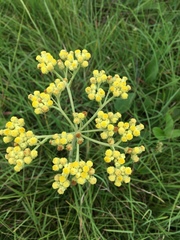 Helichrysum miconiifolium