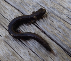 Batrachoseps gavilanensis