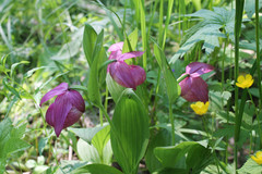 Cypripedium macranthos