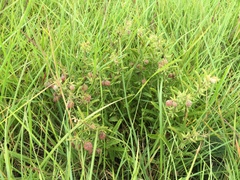 Hermannia grandistipula