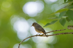 Phoenicurus ochruros