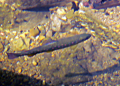 Salmo trutta fario