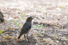 Phoenicurus ochruros