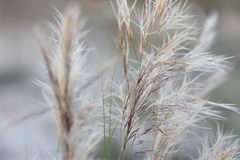 Aristida junciformis