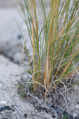 Aristida junciformis