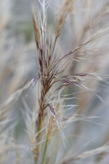 Aristida junciformis