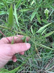 Asteraceae