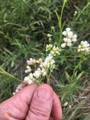 Asteraceae