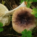 Russula puellaris - Photo (c) Svetlana Nesterova, algunos derechos reservados (CC BY-NC), subido por Svetlana Nesterova