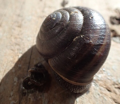 Helminthoglypta sequoicola consors